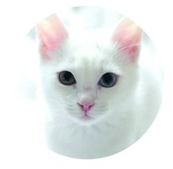 Freestyle Libre sensor sticker - White cat